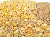 Продаем пшеницу, овес, ячмень, кукурузу и рожь.