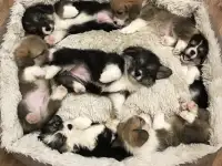 Корги пемброк