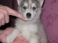 Очень красивые щенки хаски, фотография 11