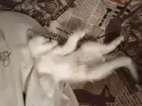 Британские котята, фотография 2