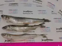 Корюшка MIX: 12-22 см (блок 11 кг) 200, фотография 2