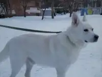 пес Медведь ищет постоянный дом