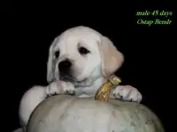 Лабрадоры малыши для любви идля души., фотография 2