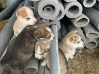 Отдам в хорошие руки, фотография 4