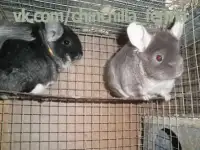 Корма и клетки для разведения шиншилл.