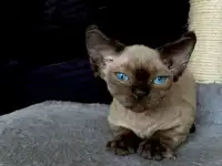 милые котята, фотография 6