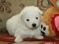 щенки САМОЕДА!, фотография 3