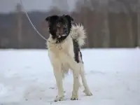 Светлый и чудесный пёс Джимми в добрые руки, фотография 4