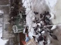 Продажа голубей, фотография 3