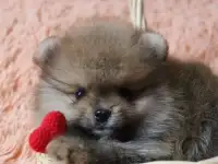 Немецкий шпиц, фотография 3