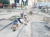 продаю щенков ВЕО, фотография 2