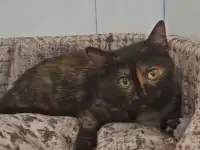 Кошечка Маня (6 месяцев)