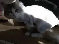Стрижка кошек котов кроликов собак