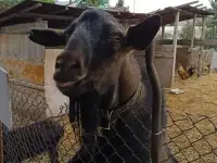 Козел на вязку