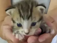 Пушистые крошечки ждут своих родителей, фотография 7