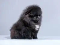 черная принцеса  готова сиать вашей, фотография 2