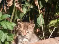 Котена, фотография 4