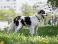Знакомьтесь  наш замечательный пёс Левушка, который мечтает о любящей семье!, фотография 11