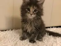 Котята мейн-кунята, фотография 3