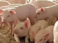 продаю дешево свиней