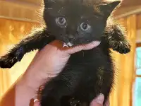 Совсем маленькие котята мальчики и девочки в добрые руки, фотография 8
