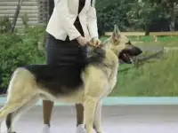 Щенки восточноевропейской овчарки