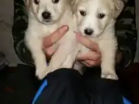 щенки