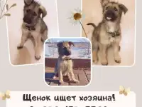 Отдаем щенка, фотография 2
