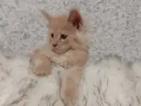 Девочки мейн кун, фотография 6