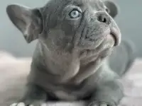 Французкий бульдог щенки