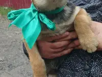 Щенки на охрану в добрые руки