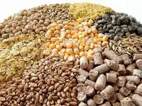 Продаем пшеницу фур./прод., кукурузу, ячмень, овес, комбикорм