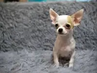 Щенки чихуахуа