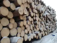 БРЕВНА СОСНОВЫЕ ДЛЯ РАСПИЛОВКИ И СТРОГАНИЯ ГОСТ
