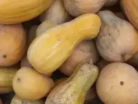 Тыква мускатная