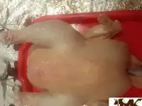 Продам мясо бройлеров