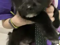 Отдам ответственным людям