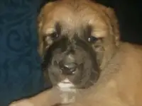Щенок САО