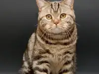 Котенок