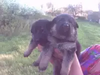 щенки