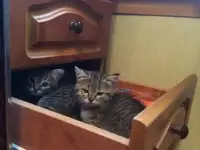 Отдам в хорошие руки