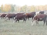 Племенные тёлки герефордской породы, фотография 2