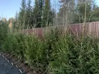 Уход за садом, благоустройство, фотография 12