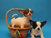Щенки чихуахуа