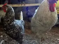 Инкубационное яйцо породистых кур
