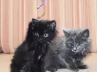 Котенок в добрые руки ( черненькая девочка)