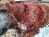 Собака в беде, фотография 3