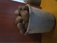 Картофель