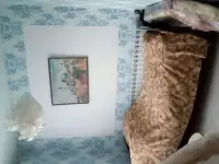 Сдам комнату, Нижний ул. Заярская, 4