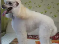 Стрижка собак